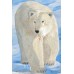 Churchill Polar Bear 1